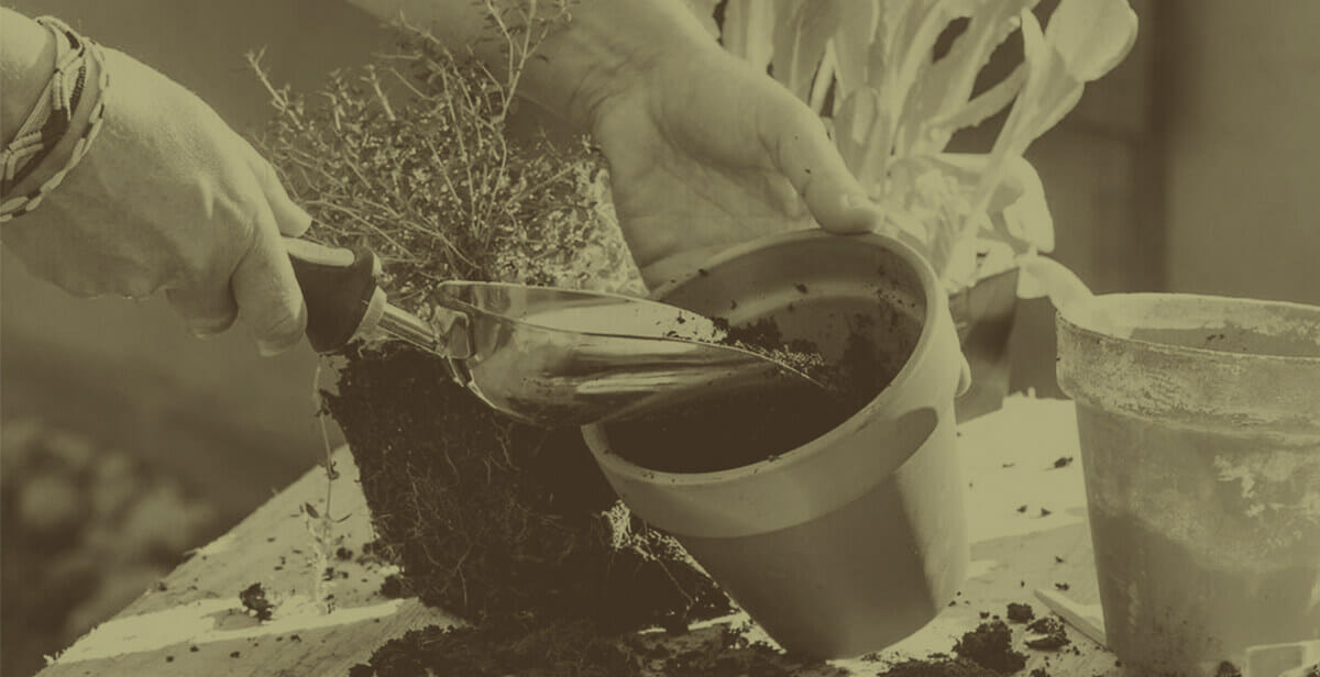 Transplante